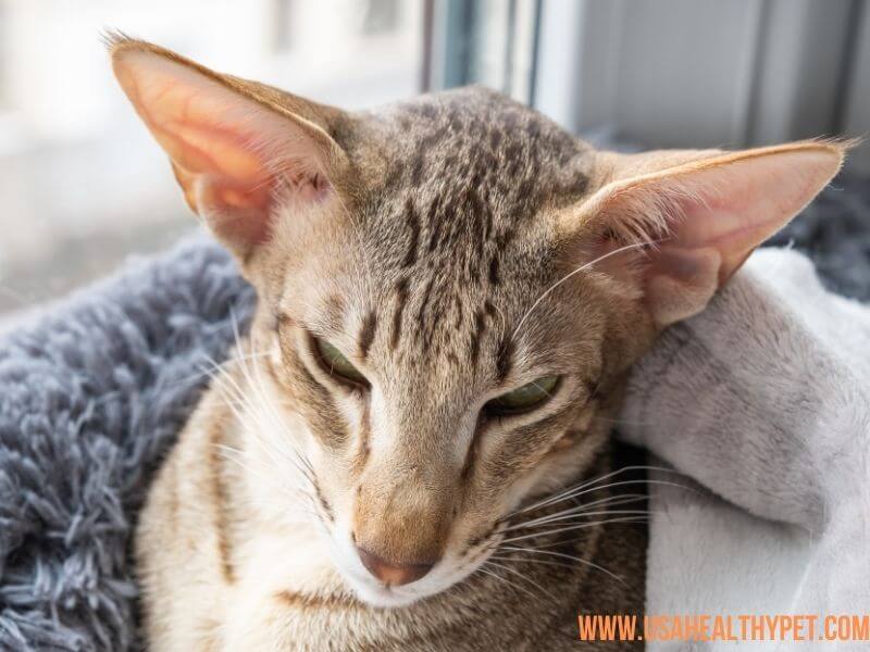 Oriental Shorthair Long-Nosed Cat Breed