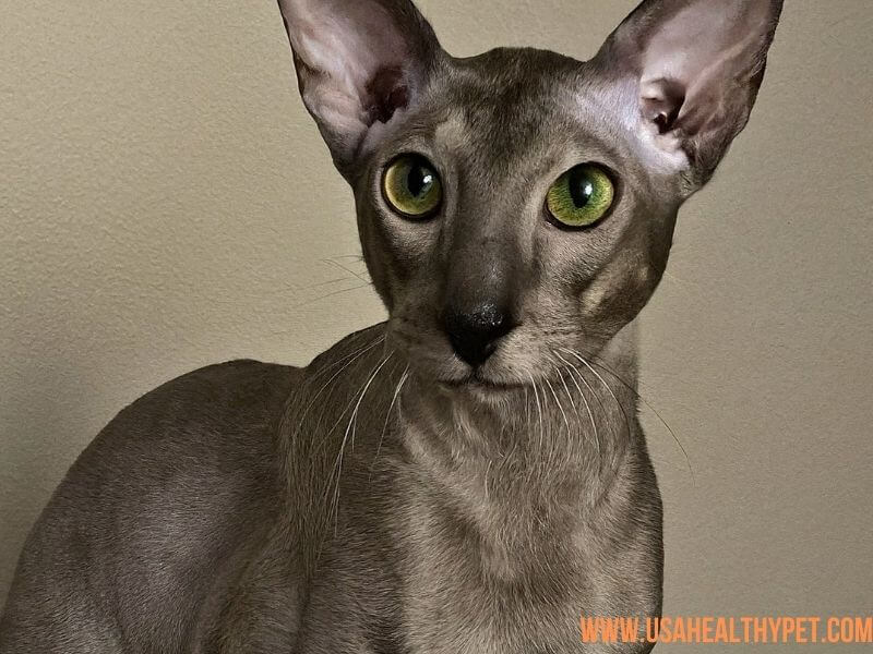 Long-Nosed Cat Breed Peterbald