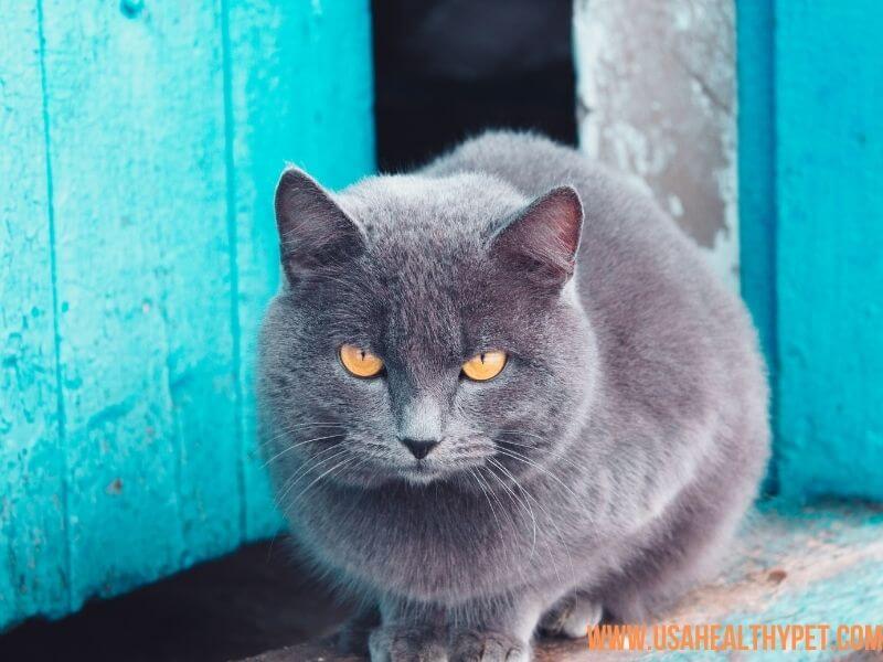 Russian Blue Long-Nosed Cat Breed