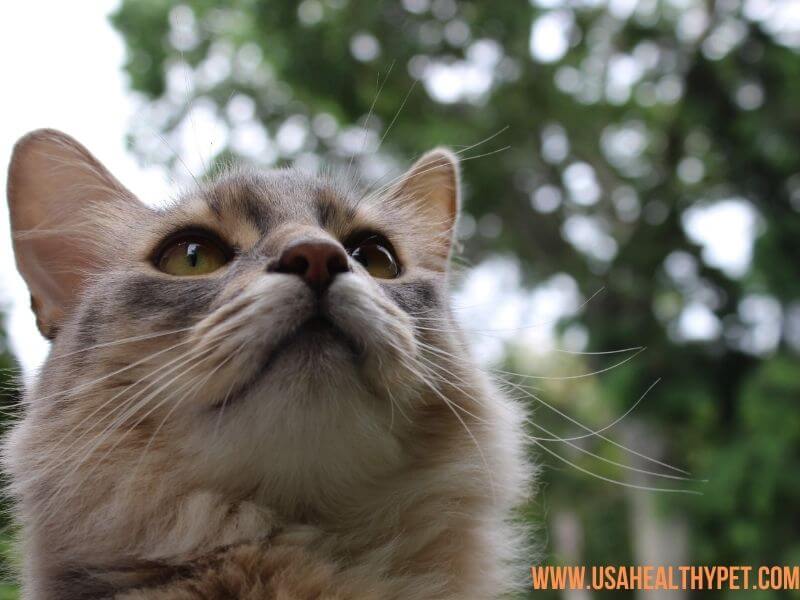 Somali Long-Nosed Cat Breed