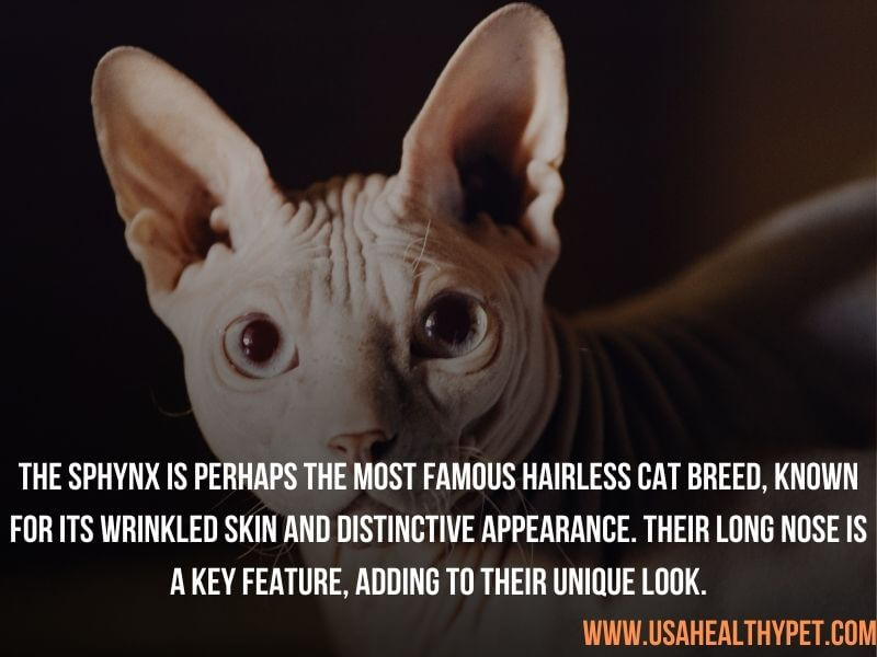 Sphynx Long-Nosed Cat Breeds