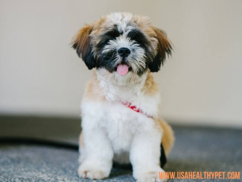 Shih Tzu Dog breed