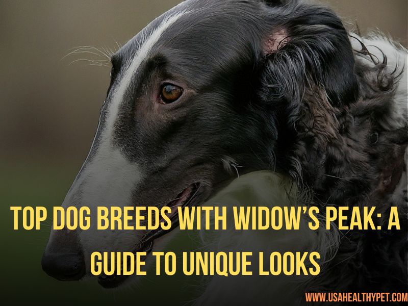 Top Dog Breeds with Widow’s Peak A Guide to Unique Looks