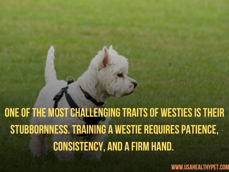 Why Westies Might Be the Worst Dog Breed 
