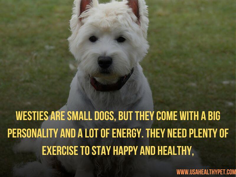 Why Westies are the Worst Dog Breed 