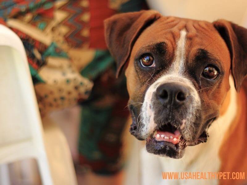 Boxer with square shaped head