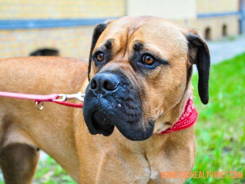 Bullmastiff with square shaped head