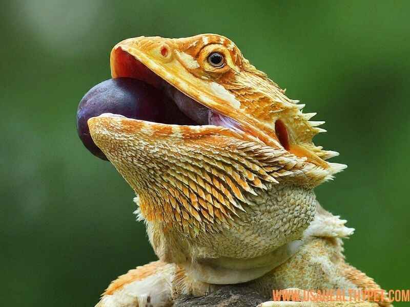 Can Baby Bearded Dragons Eat Plums