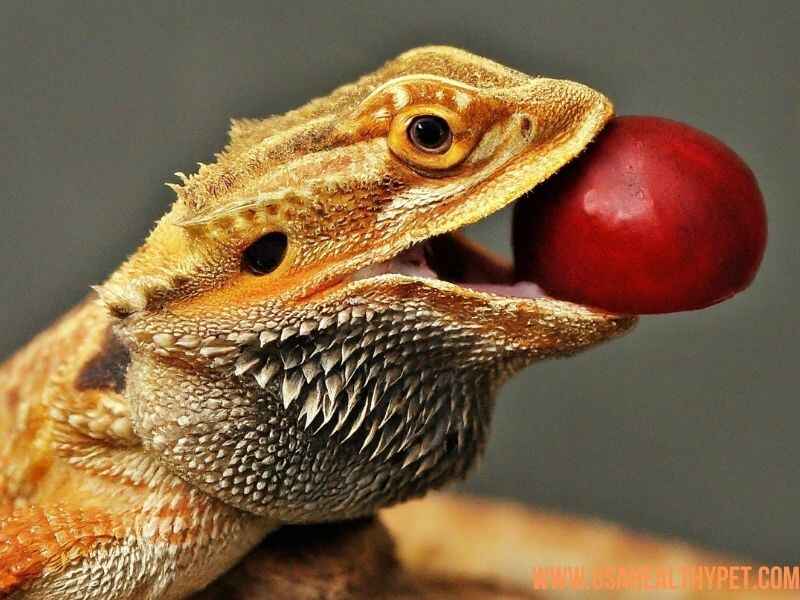 Can Bearded Dragons Eat Plums A Complete Guide 