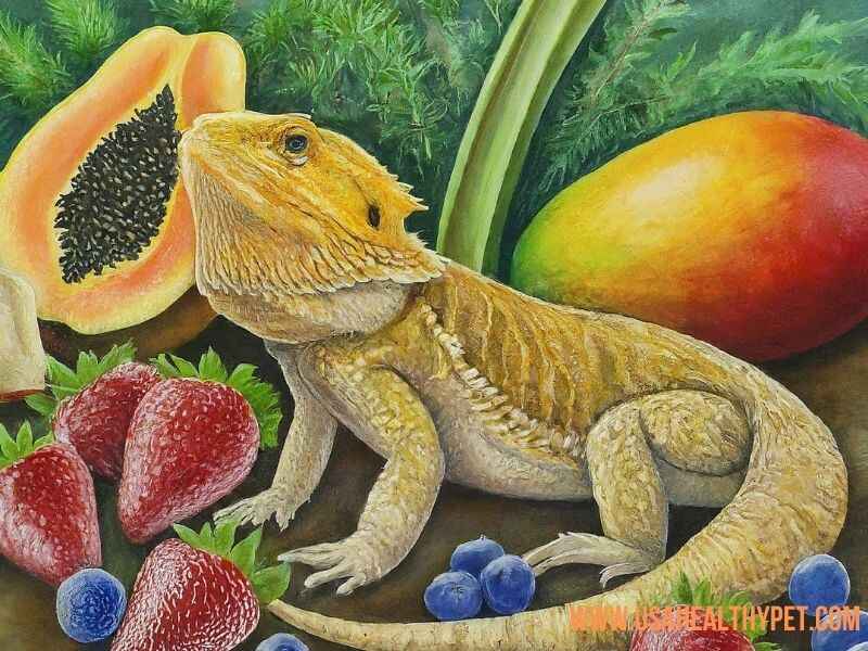 Can Bearded Dragons Eat Plums 