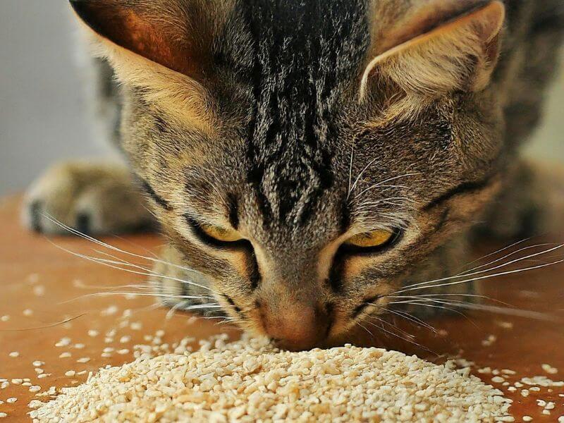 Can Cats Eat Sesame Seeds