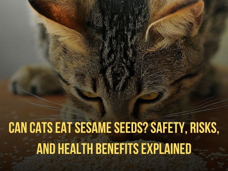 Can Cats Eat Sesame Seeds Safety, Risks, and Health Benefits Explained