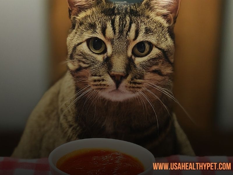 Can Cats Eat Tomato Sauce Dangers, Risks