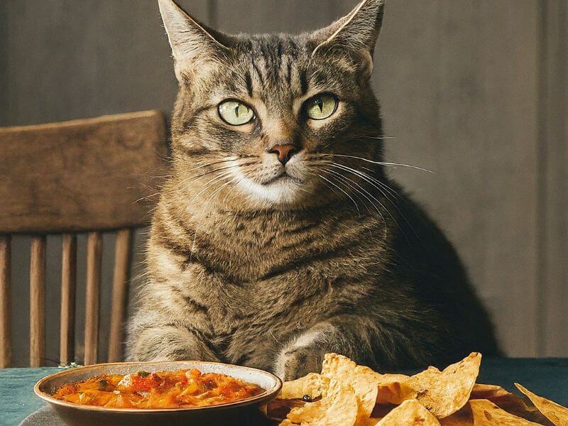 Can Cats Eat Tortilla Chips? The Surprising Truth