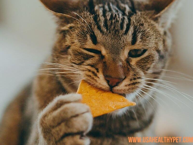 Can Cats Eat Tortilla Chips? The Surprising Truth