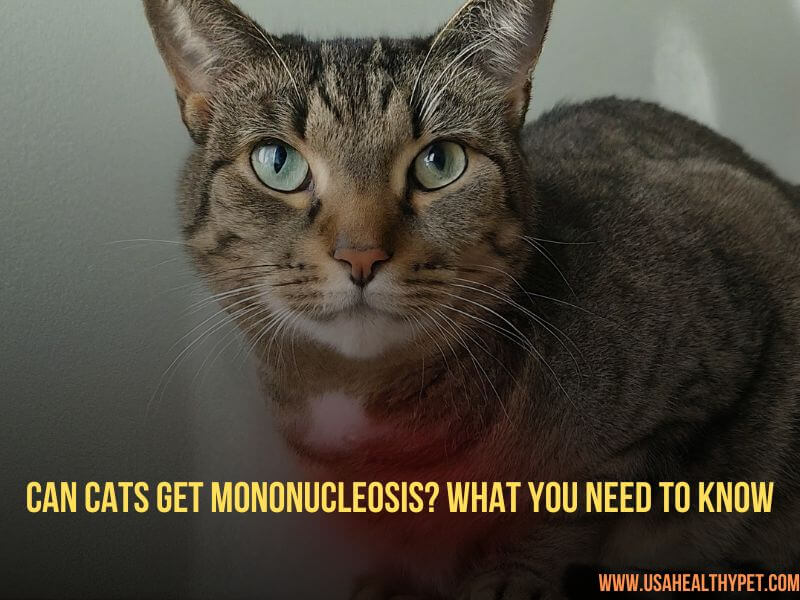 Can Cats Get Mononucleosis What You Need to Know