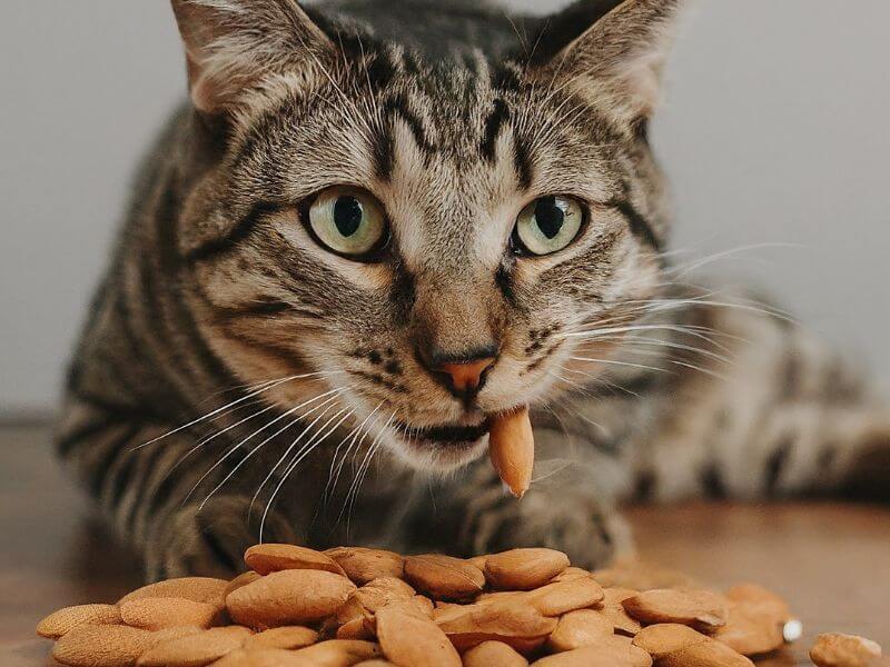 Can cats have almonds