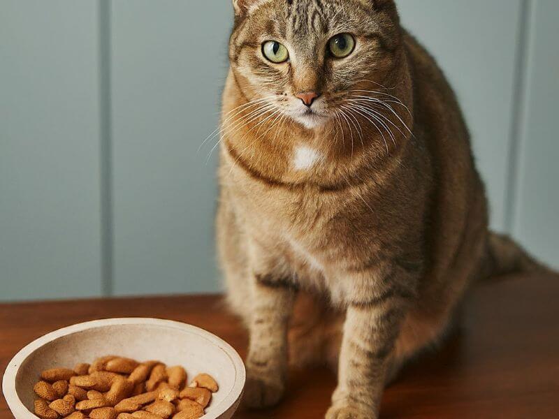 Can Cats Eat Almonds