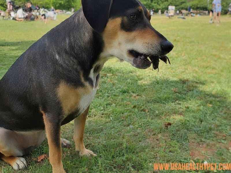 Can Dogs Eat Insects A Complete Guide 