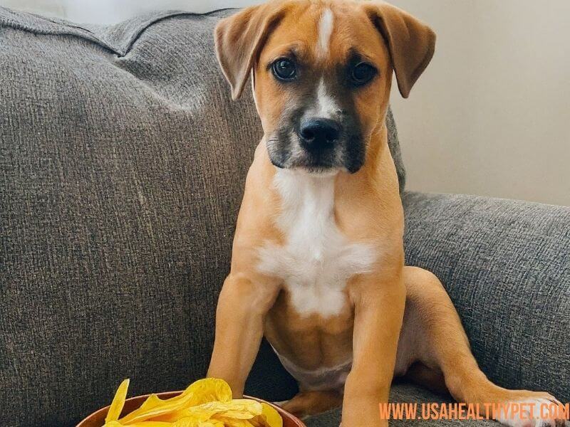 Can Puppies Eat Plantain Chips Risks and Benefits