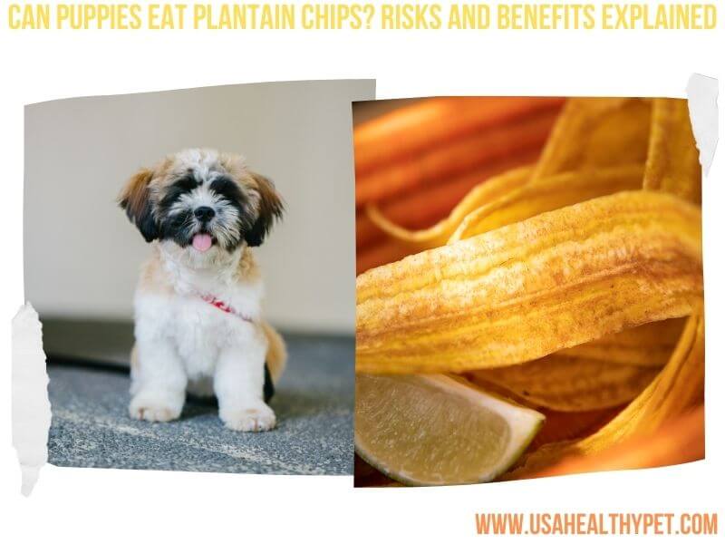 Can Puppies Eat Plantain Chips Risks and Benefits Explained