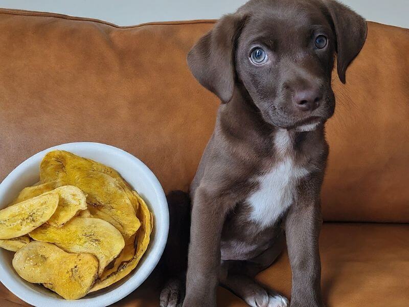 Can Puppies Eat Plantain Chips Risks and Benefits