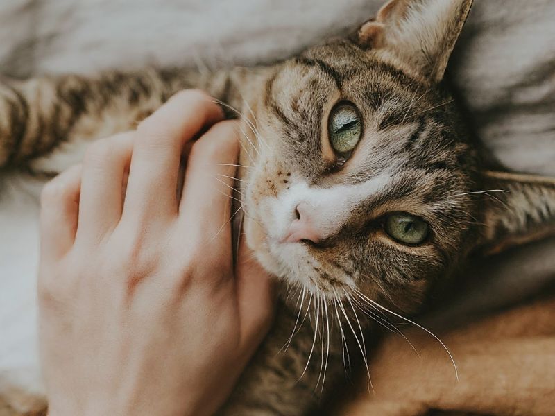 Do Cats Like Their Belly Rubbed The Surprising Truth About Cat Belly Exposure