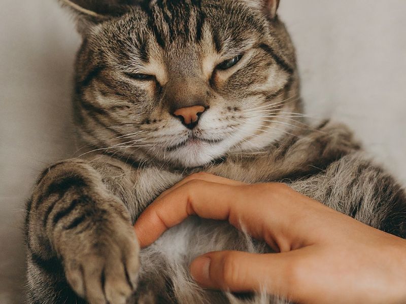 Do Cats Like Their Belly Rubbed The Surprising Truth 