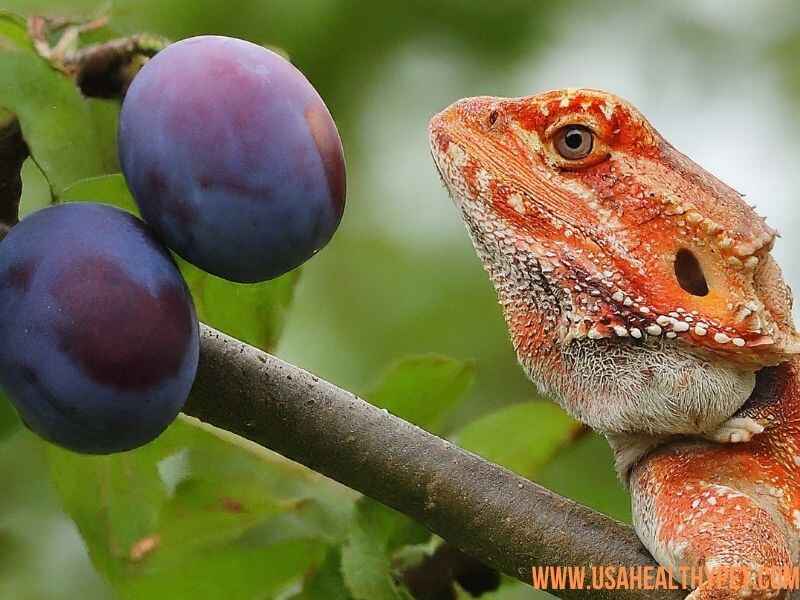 How Often Can You Feed Plums to Bearded Dragons?