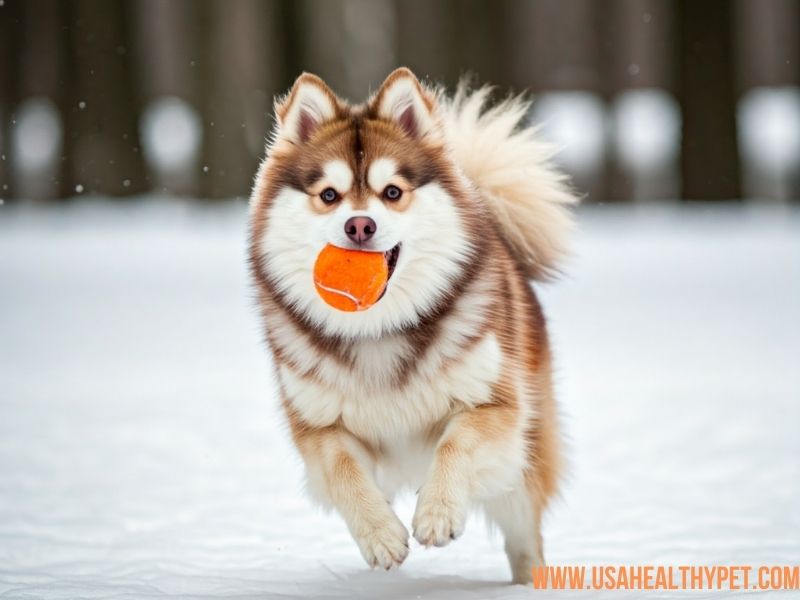 Ultimate Guide to the Pomeranian and Husky Mix Dog