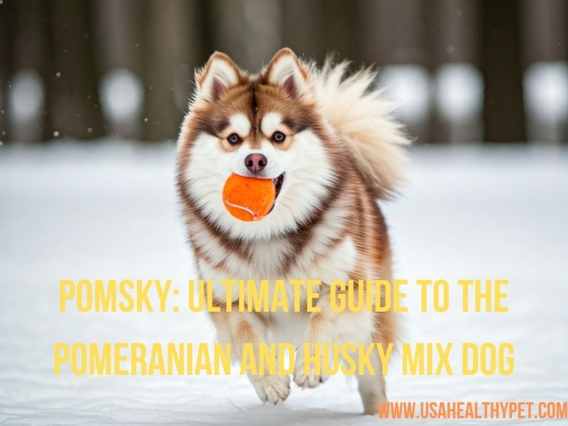 Pomsky Ultimate Guide to the Pomeranian and Husky Mix Dog