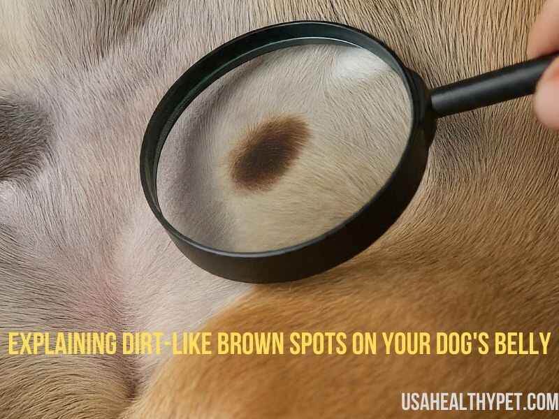 Understanding Dirt-Like Brown Spots on Your Dog's Belly Causes, Treatments, and Prevention