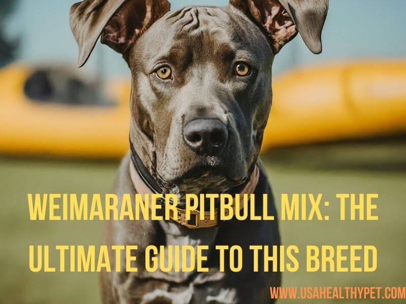 Weimaraner Pitbull Mix The Ultimate Guide to This Breed