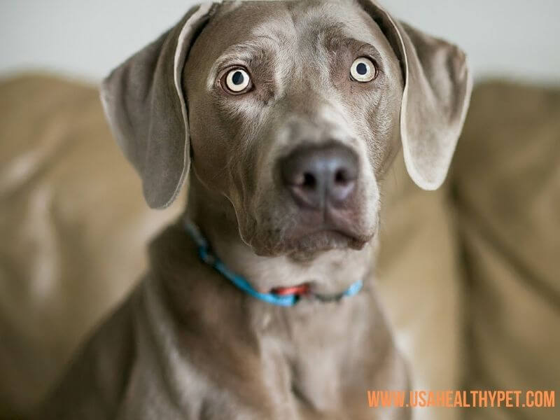 Pitbull Weimaraner Mix The Ultimate Guide to This Breed