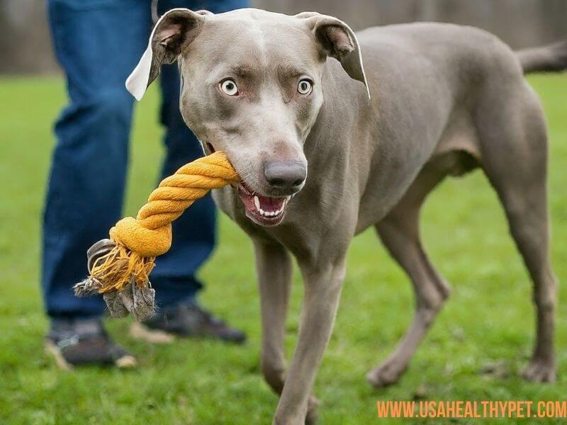 Weimaraner Pitbull Mix