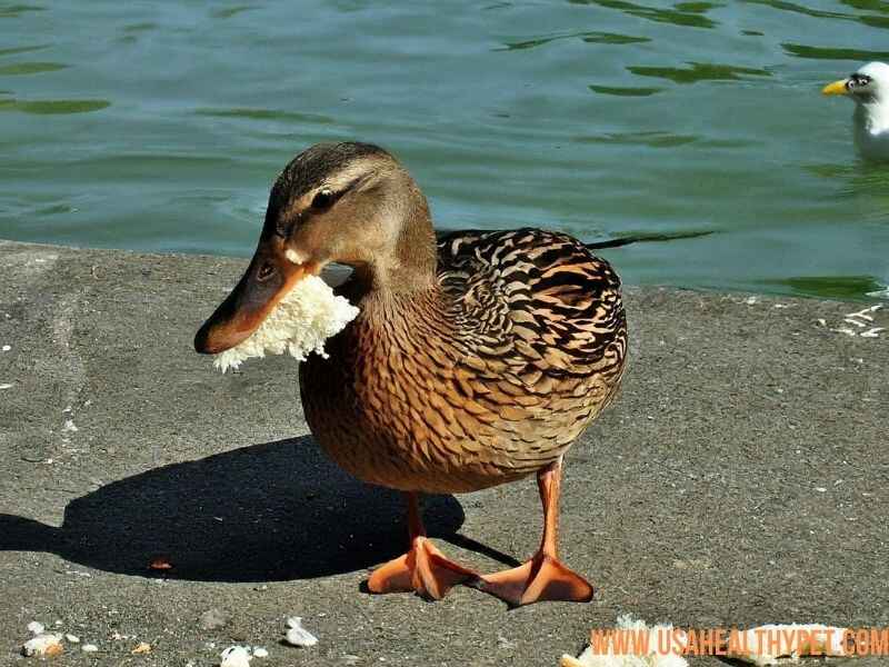 Can Ducks eat bread