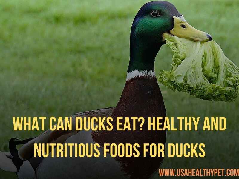 What Can Ducks Eat Healthy and Nutritious Foods for Ducks (4)