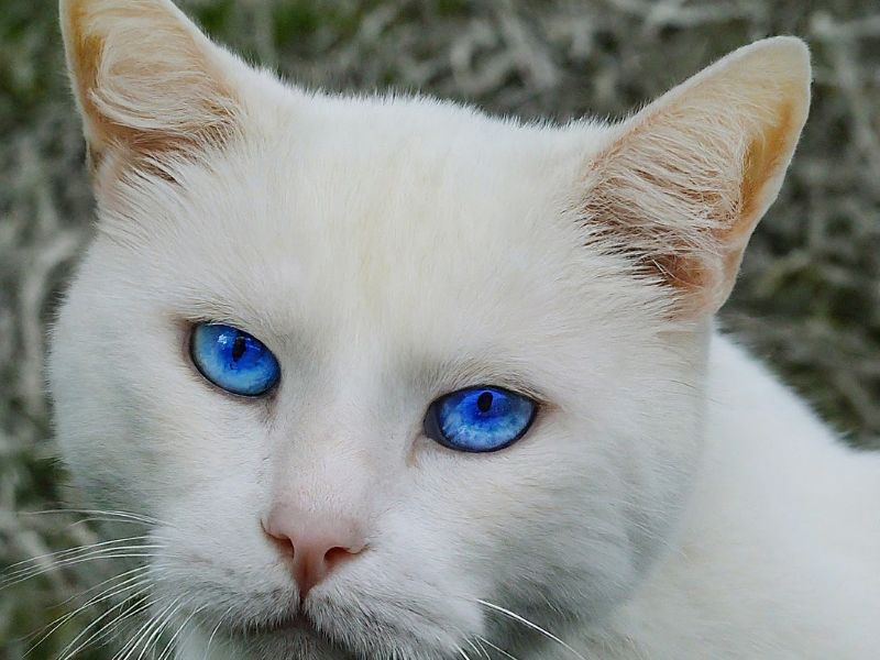 White Cat Spiritual Meaning