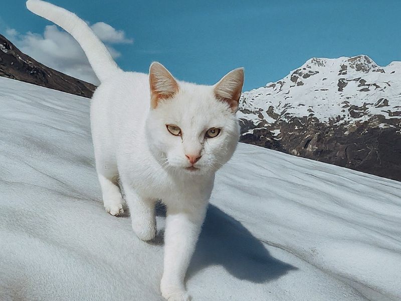 White Cat Spiritual Meaning Symbolism, 