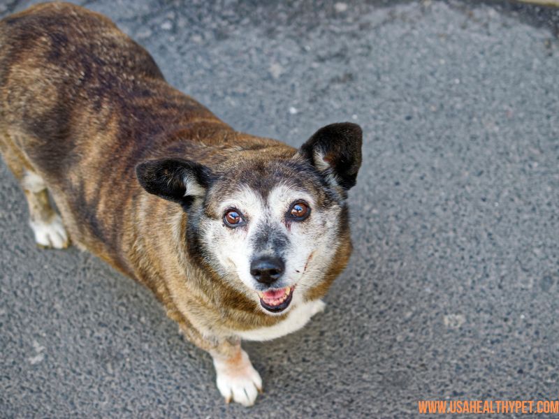 Why Are Brindle Dogs Unpopular 