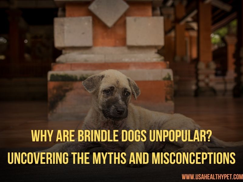 Why Are Brindle Dogs Unpopular Uncovering the Myths and Misconceptions