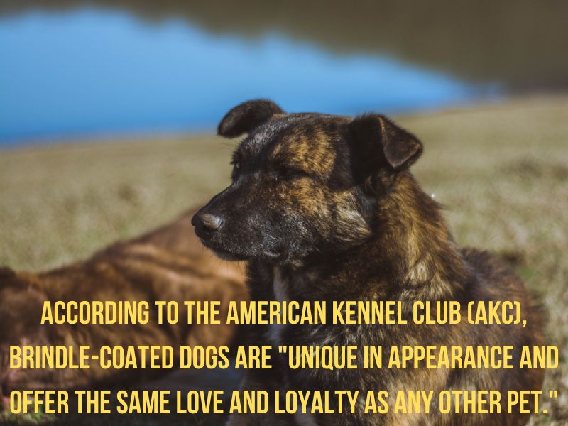 Why Are Brindle Dogs Unpopular Uncovering the Myths