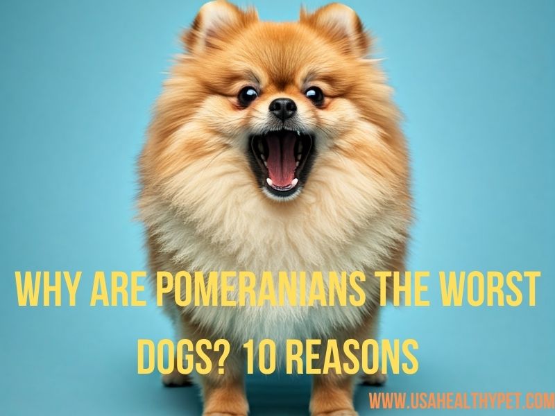 Why Are Pomeranians the Worst Dogs 10 Reasons