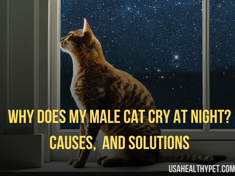 Why Does My Male Cat Cry at Night Causes, and Solutions