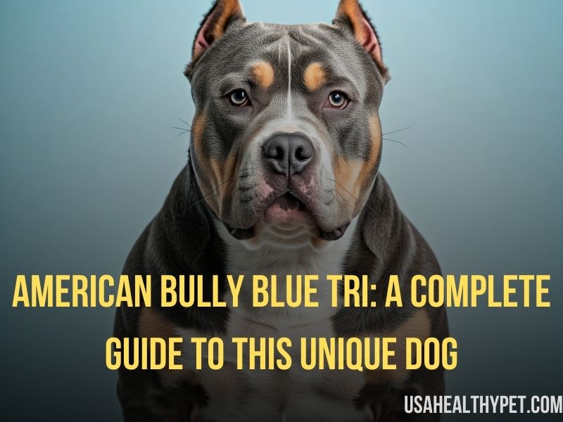 American Bully Blue Tri A Complete Guide to This Unique Dog