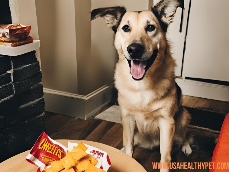 Can Dogs Eat Cheez-Its A Guide to the Risks & Alternatives