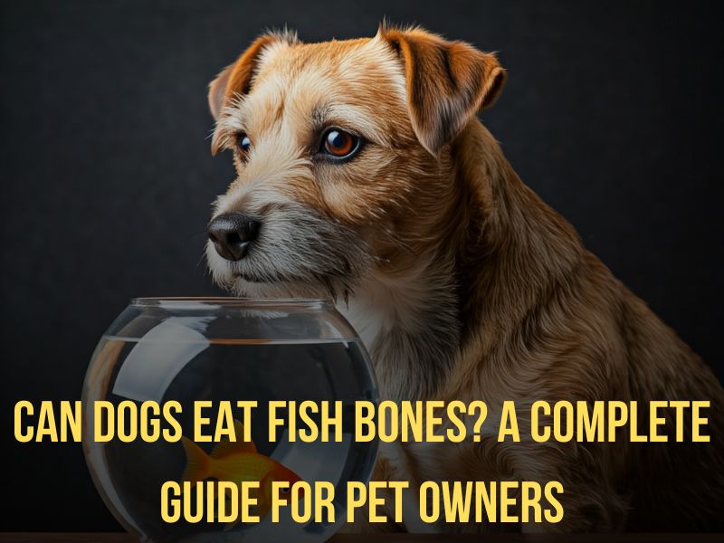 Can Dogs Eat Fish Bones A Complete Guide for Pet Owners