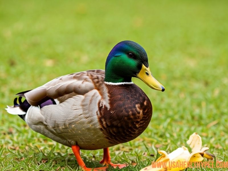 Are Banana Peels Safe for Ducks?