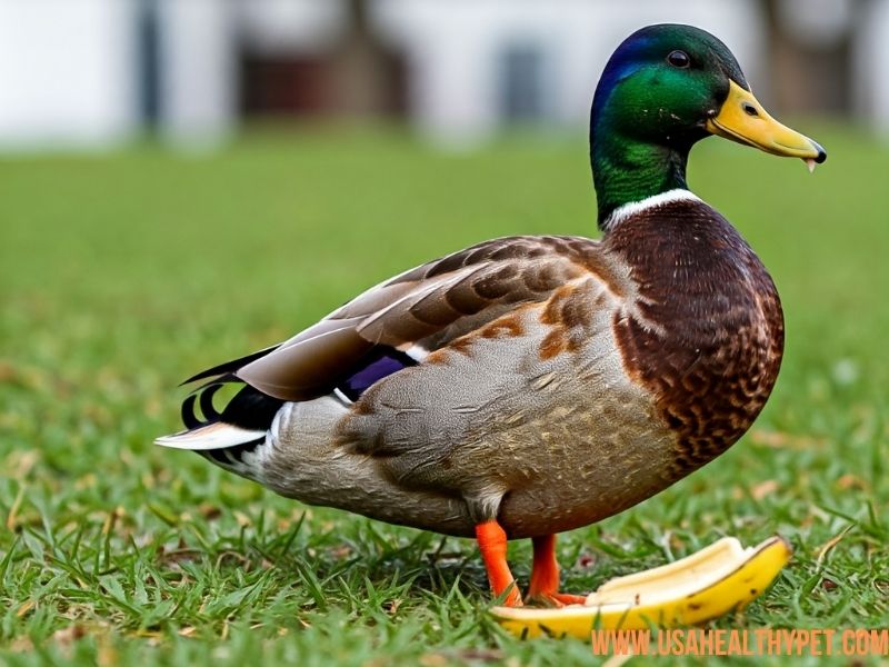 Can Ducks Eat Banana Peels Expert Guide