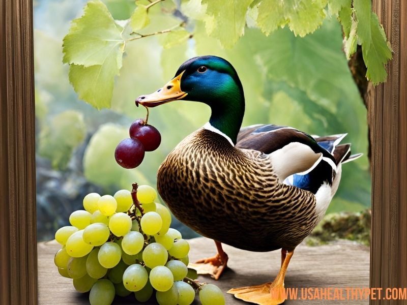 Can Ducks Eat Grapes Expert Guide